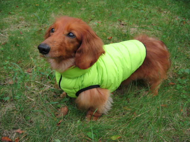 エアリーベスト・小型犬サイズ